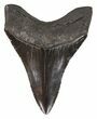 Sharp, Lower Megalodon Tooth - Georgia #52797-2